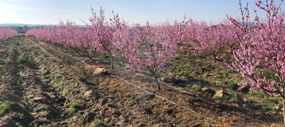 10 bedrooms House in Escalhao, Portugal No. 19969 12