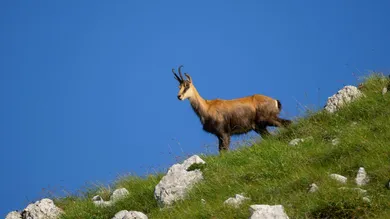  قطعة أرض في Tamsweg, Austria رقم 89012