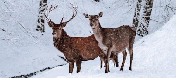  قطعة أرض في Tamsweg, Austria رقم 89012 23