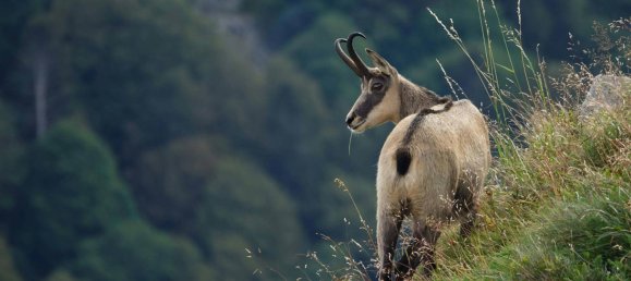  قطعة أرض في Tamsweg, Austria رقم 89012 22