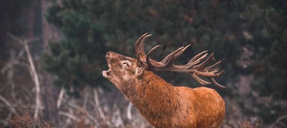  قطعة أرض في Tamsweg, Austria رقم 89012 20