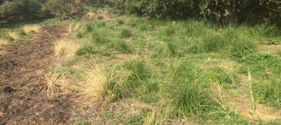  قطعة أرض في Piazza Armerina, Italy 11000متر مربع رقم 256296 9