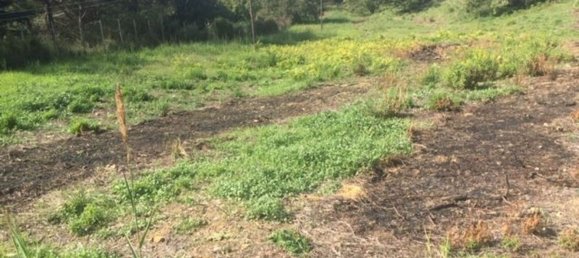  قطعة أرض في Piazza Armerina, Italy 11000متر مربع رقم 256296 5