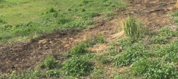  قطعة أرض في Piazza Armerina, Italy 11000متر مربع رقم 256296 10