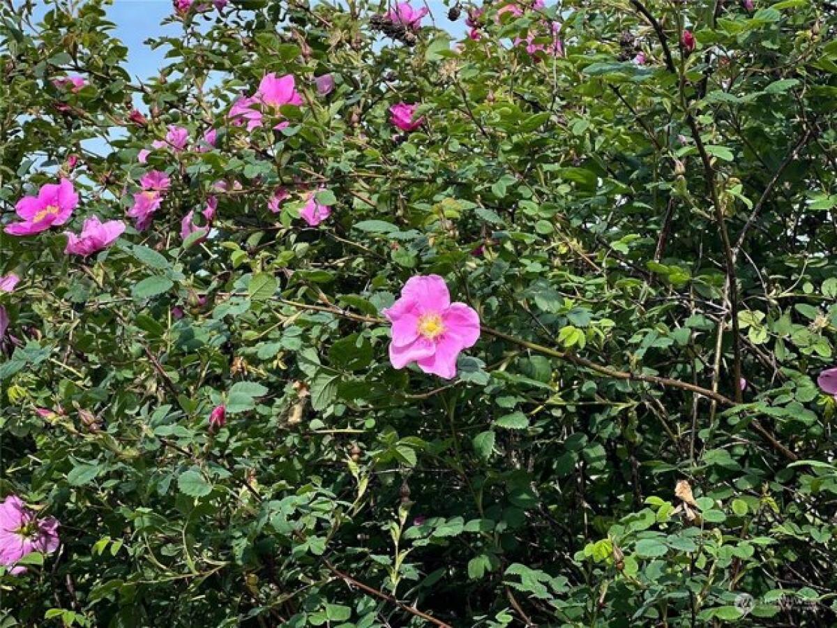  Land in Port Townsend, USA No. 491555