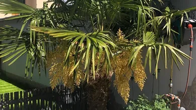 Дом с 4 спальнями в Гросеберсдорф, Австрия № 172858