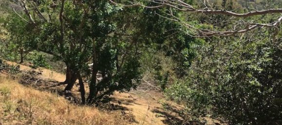 Земельный участок в Атенас, Коста-Рика № 1614 3