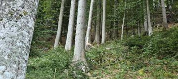 Terreno em Bad Tolz-Wolfratshausen, Germany N.º 178324 6