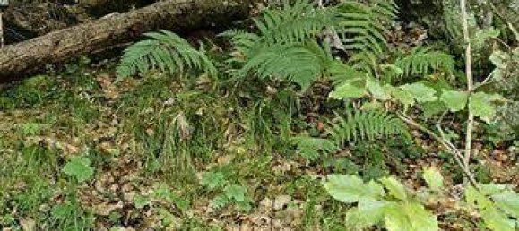 Terreno em Bad Tolz-Wolfratshausen, Germany N.º 178324 9