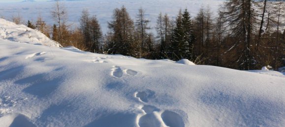 Квартира с 1 спальней в Треффен ам Оссиагер Зе, Австрия № 72826 24