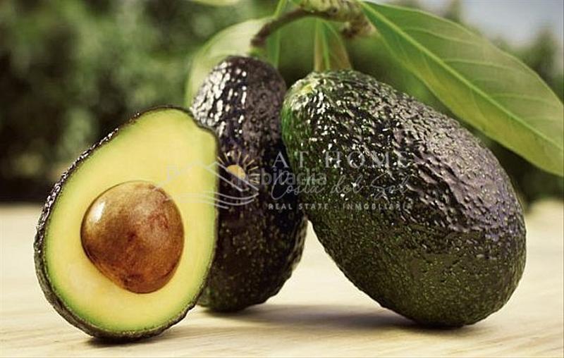 9000m² Land in Velez-Malaga, Spain No. 33823