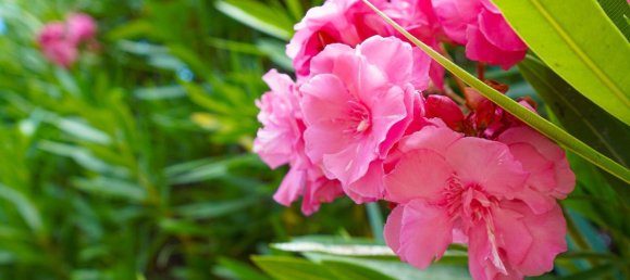 5 bedrooms House in Els Poblets, Spain No. 134492 47