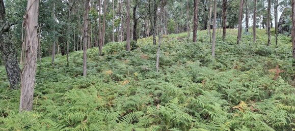 Grundstück in Fafe, Portugal 10636m², Nr. 213438 3