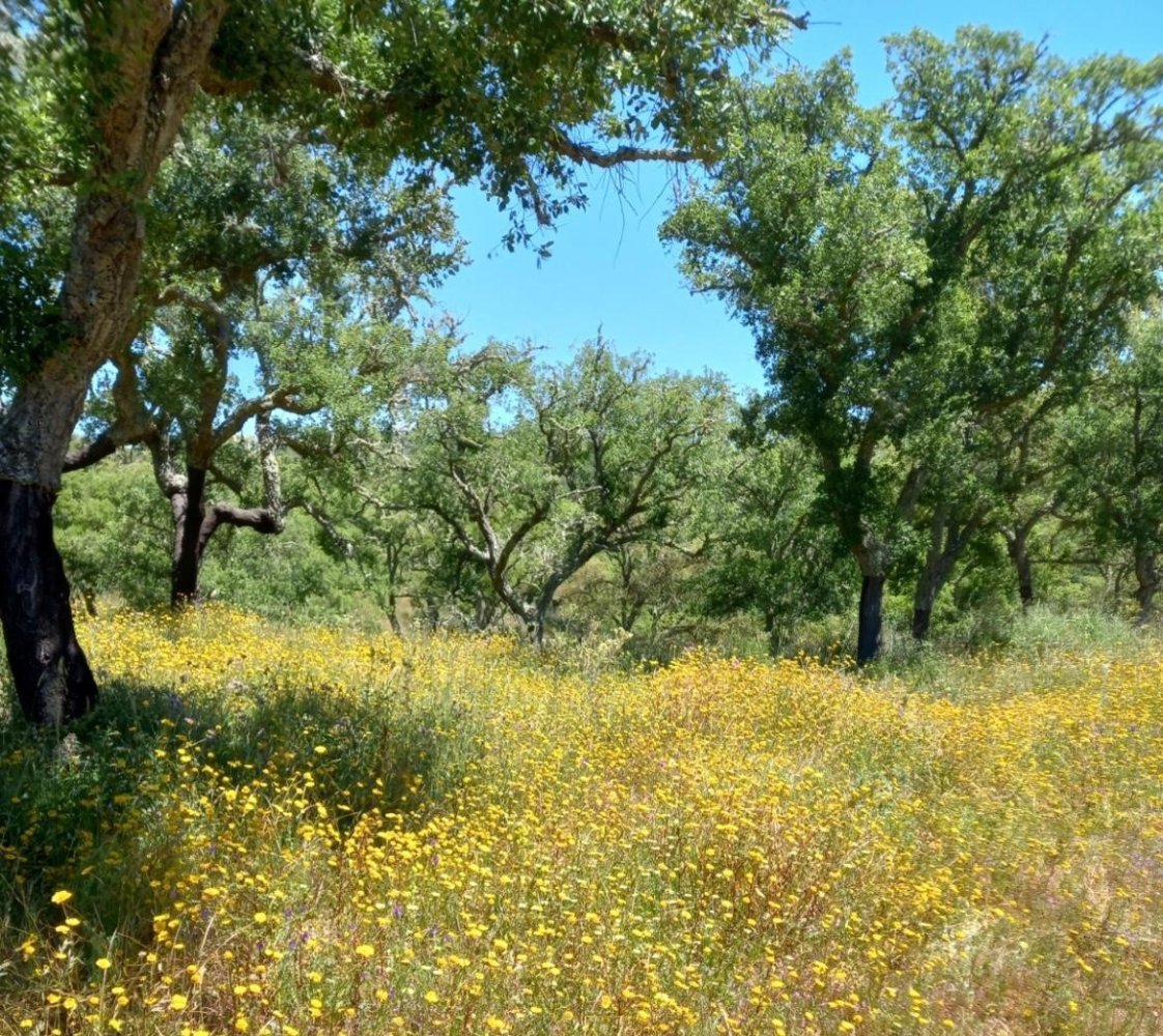 Grundstück in Grandola, Portugal 500m², Nr. 206337