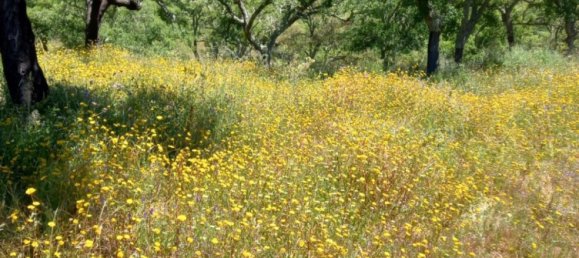 Terreno em Grândola, Portugal 500 m² N.º 206337 4