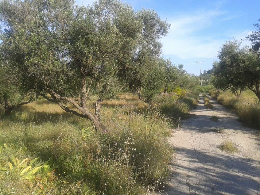  Hotel in Zakynthos, Greece No. 592