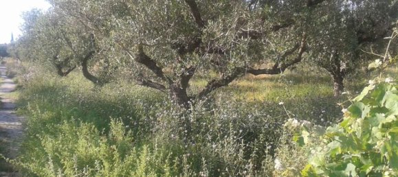 Terra em Zakynthos, Greece N.º 592 9