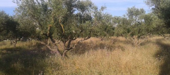  Hotel in Zakynthos, Greece No. 592 3