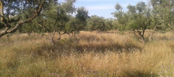 Terra em Zakynthos, Greece N.º 592 5