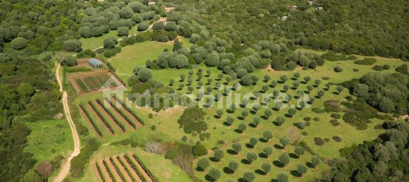 2 bedrooms House in Luogosanto, Italy No. 288300 42