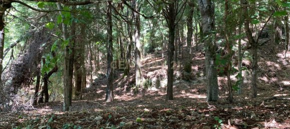 3 Schlafzimmer Haus in Cantelaes, Portugal, Nr. 187812 29