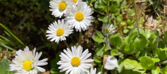 5 rooms Townhouse in Kitzingen, Germany No. 324096 9