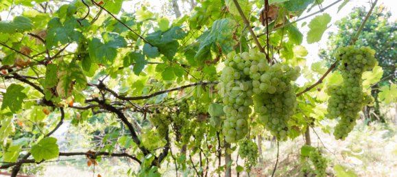 3 غرف نوم منزل في Valenca, Portugal رقم 73546 17