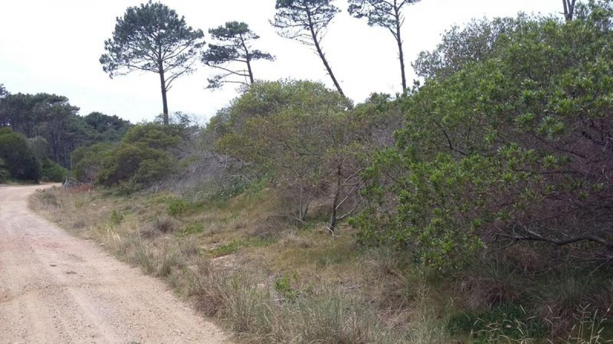 Grundstück in Maldonado, Uruguay, Nr. 14429