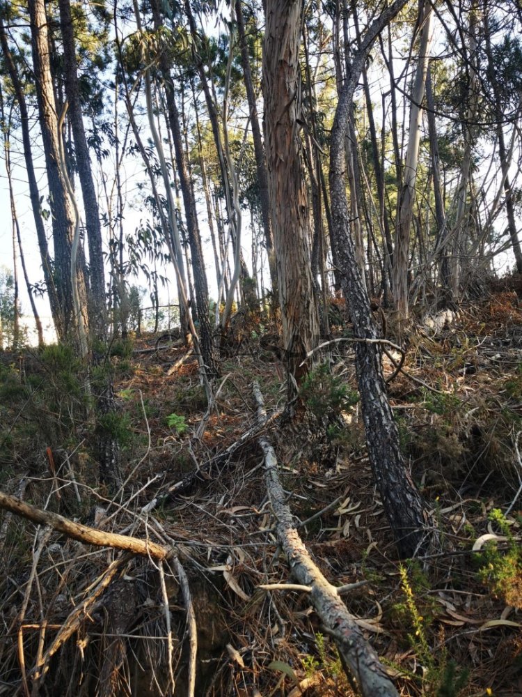 Terrain à Torres Vedras, Portugal No. 241115