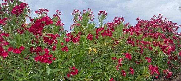 Villa de 9 dormitorios en Arzachena, Italy No. 273990 17