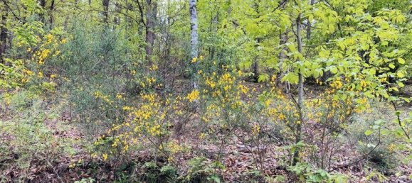  قطعة أرض في Casteil, France 65135متر مربع رقم 185844 7