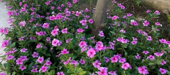 Здание 1000м² в Рикади, Италия № 94192 47