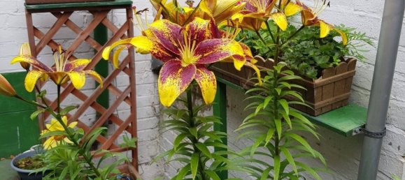 Коммерческая недвижимость в Хельмштедт, Германия № 34076 12