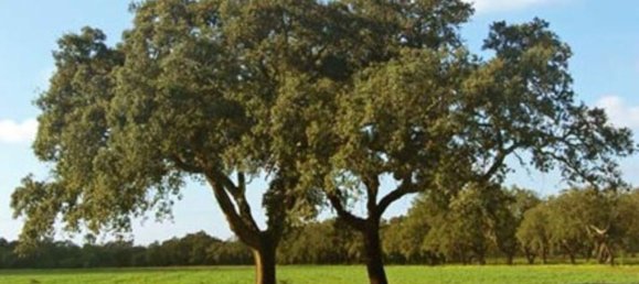 160000m² Land in Setubal, Portugal No. 119303 3