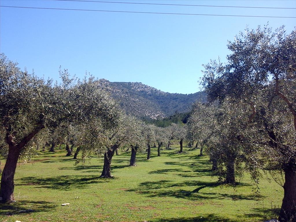 Hotel in Thasos, Greece 16000m², Nr. 7954