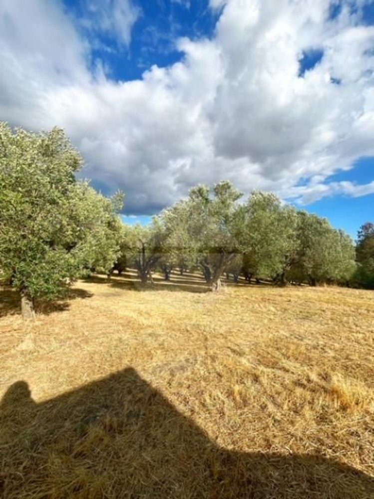 Terreno em Montefiascone, Italy 209000 m² N.º 274274