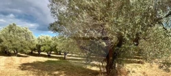 Terreno em Montefiascone, Italy 209000 m² N.º 274274 7