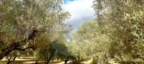 Terreno em Montefiascone, Italy 209000 m² N.º 274274 6