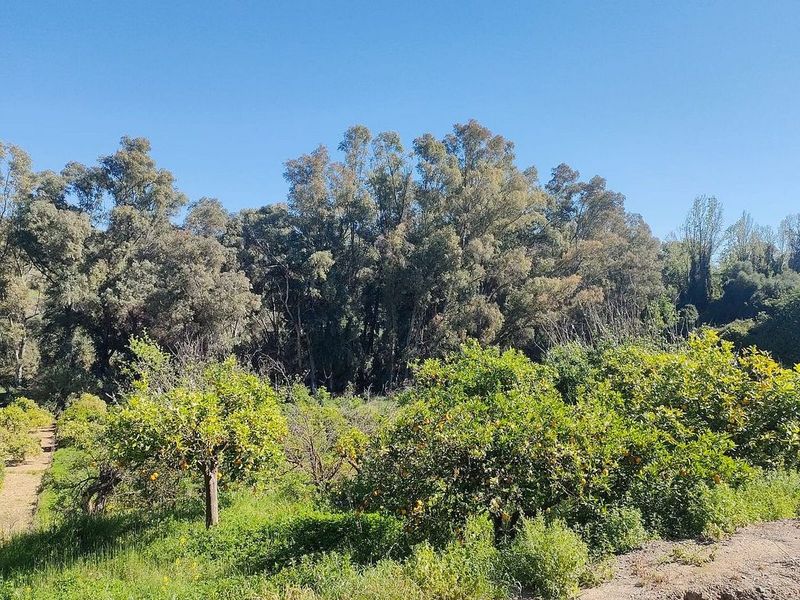 4800m² Land in Guaro, Spain No. 226117