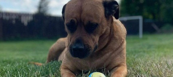 10 rooms Townhouse in Oberhavel, Germany No. 20786 16