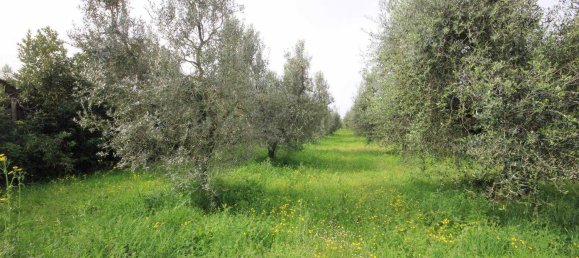 2 rooms House in Castagneto Carducci, Italy No. 75142 3