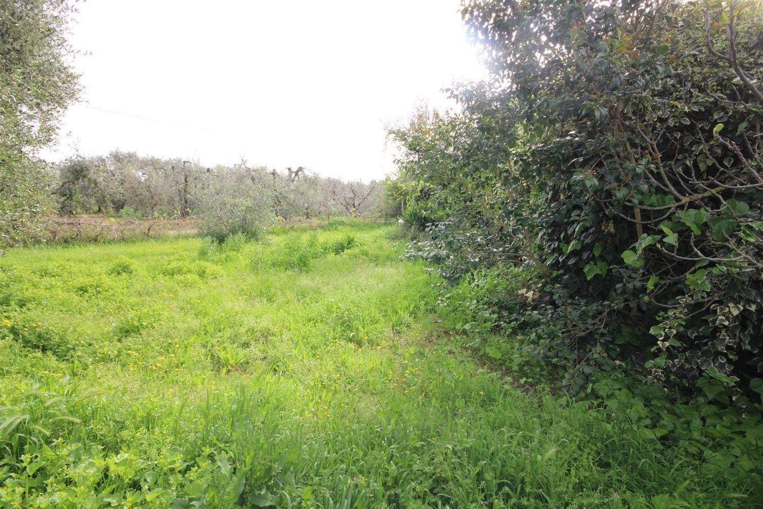 2 rooms House in Castagneto Carducci, Italy No. 75142