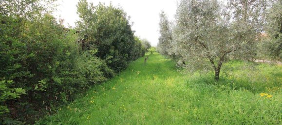 2 rooms House in Castagneto Carducci, Italy No. 75142 4