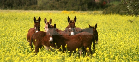 3-Zimmer Wohnung in Ammochostos, Cyprus, Nr. 23801 20