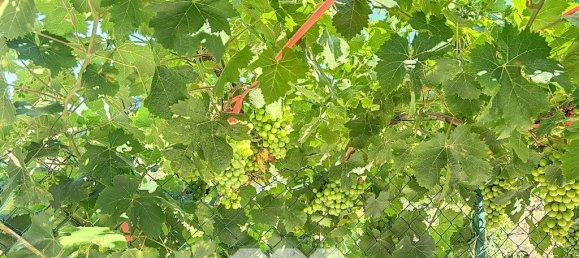 1 bedroom House in Benamargosa, Spain No. 36890 36