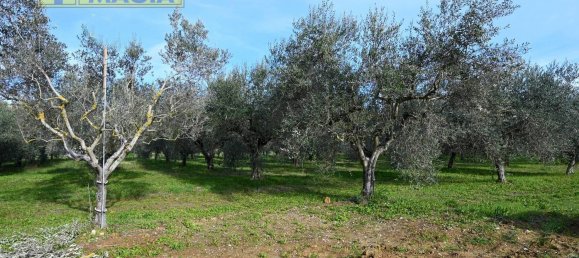 8000m² Land in Colli del Tronto, Italy No. 63728 2