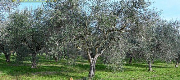 8000m² Land in Colli del Tronto, Italy No. 63728 4