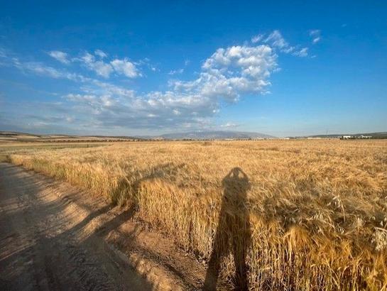 Grundstück in Granada, Spain 14000m², Nr. 162008