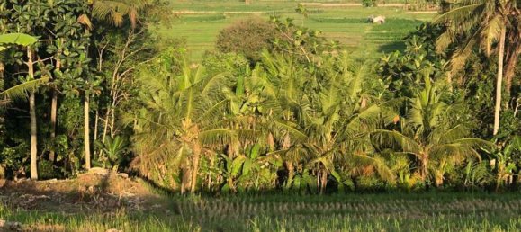 Terrain à Tabanan, Indonesia 1750m² No. 3981 3