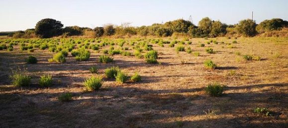 Terreno en Sorso, Italy 10000 m² No. 273546 3